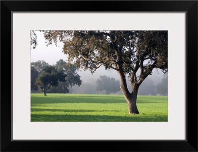 California, Santa Ynez Valley, oak trees dot meadows near Santa Barbara