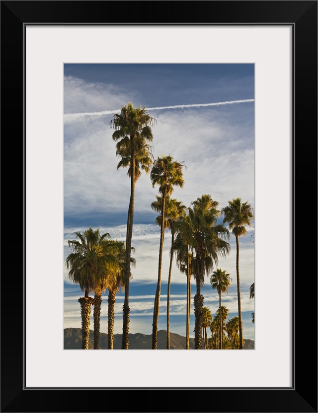 USA, California, Southern California, Santa Barbara, Cabrillo Boulevard, palms, morning