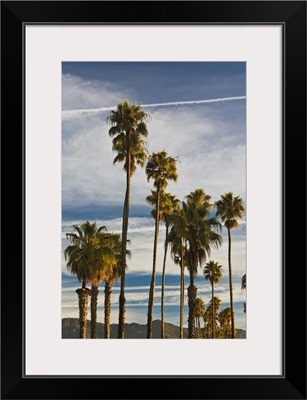 California, Southern California, Santa Barbara, Cabrillo Boulevard, palms, morning