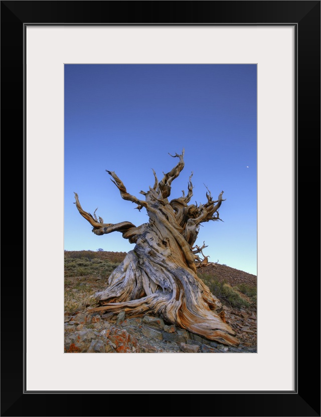 USA, California, White Mountains. Ancient bristlecone pine tree at sunrise.