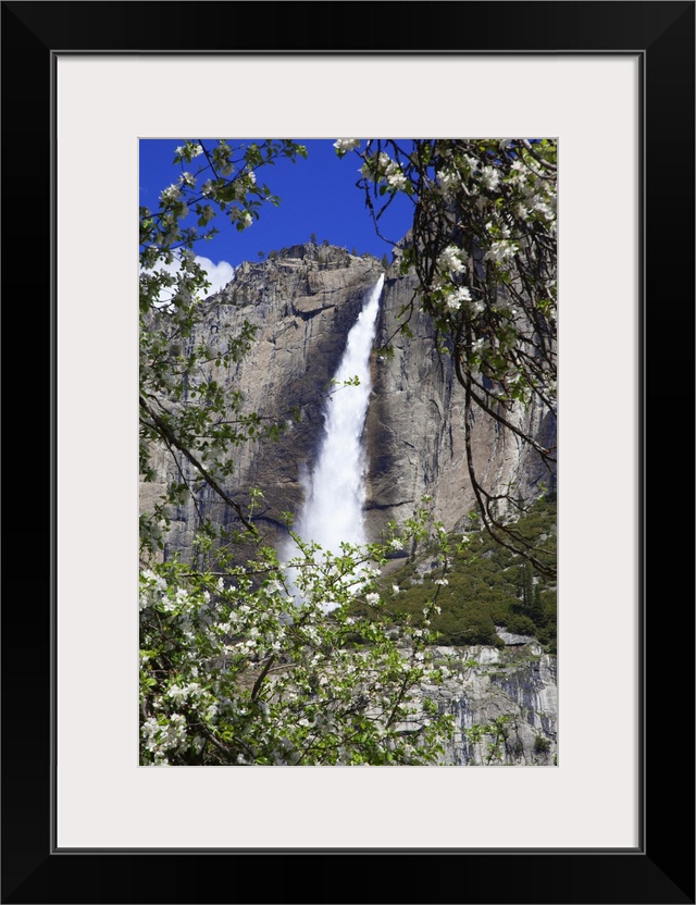 USA, California, Yosemite National Park. Blooms from an apple tree and Upper Yosemite Falls.