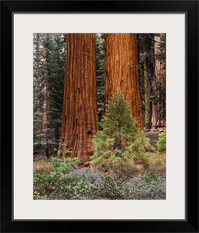 USA, California, Yosemite National Park, View of Giant Sequoias (Sequoiadendron giganteum) and Mariposa Grove.
