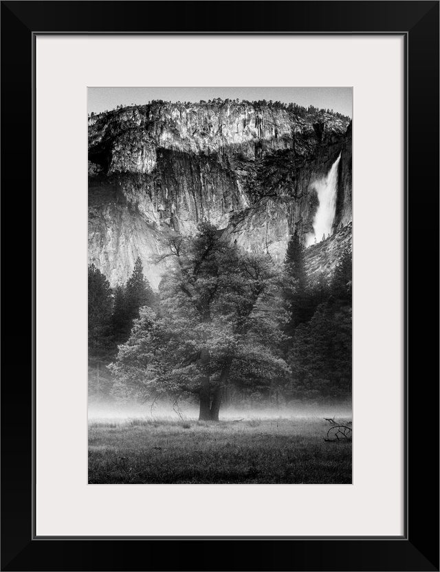 North America, USA, California, Yosemite National Park.  Black and White image of  mist among the oak and pines in a meado...