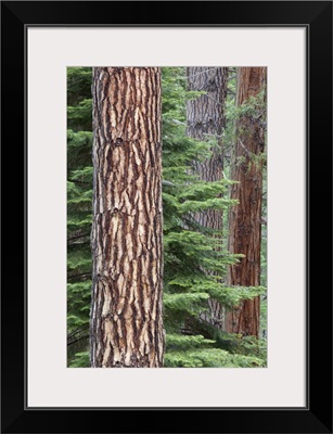 California, Yosemite National Park, Ponderosa pine and Incense cedar trees