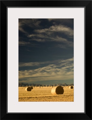 Canada, Alberta, Crowsnest Pass Area, Cowley Ridge Wind Farm Landscape with Hayrolls