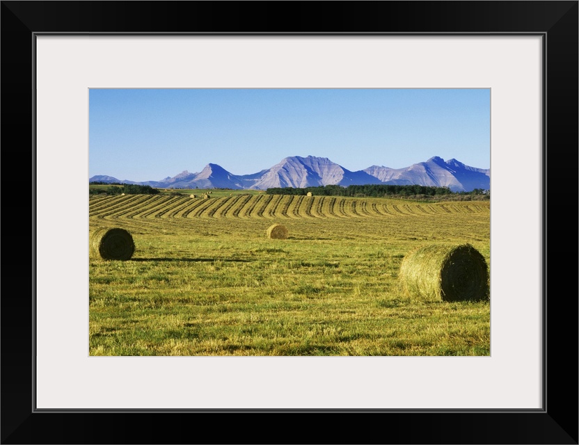 Hay Harvest, Pincher Creek, Alberta, Canada