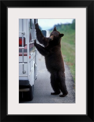 Canada, British Columbia, Black Bear looks in camper window