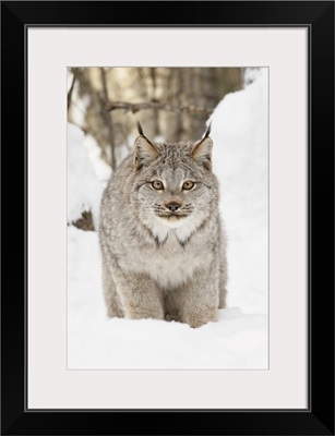 Canada Lynx In Winter, Lynx Canadensis, Controlled Situation