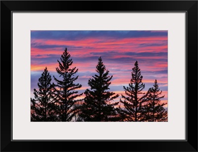 Canada, Manitoba, Birds Hill Provincial Park, Sunset Silhouettes Evergreen Trees