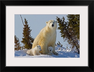 Canada, Manitoba, Wapusk National Park. Polar Bear Cubs Being Protected By Mother.