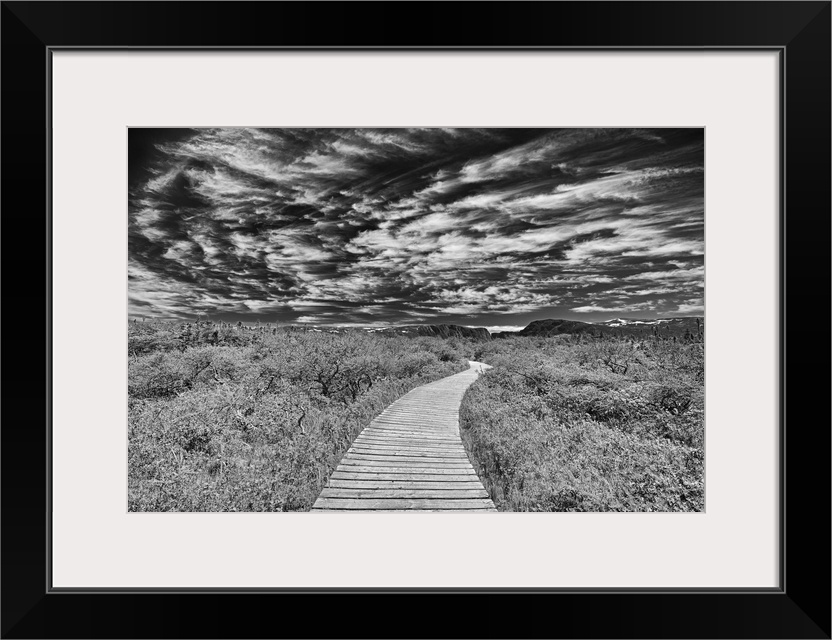 Canada, Newfoundland, Gros Morne national park. Boardwalk through underbrush.