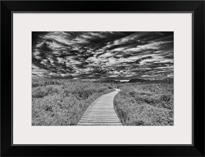 Canada, Newfoundland, Gros Morne National Park, Boardwalk Through Underbrush