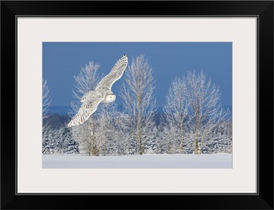 Canada, Ontario. Female snowy owl in flight.