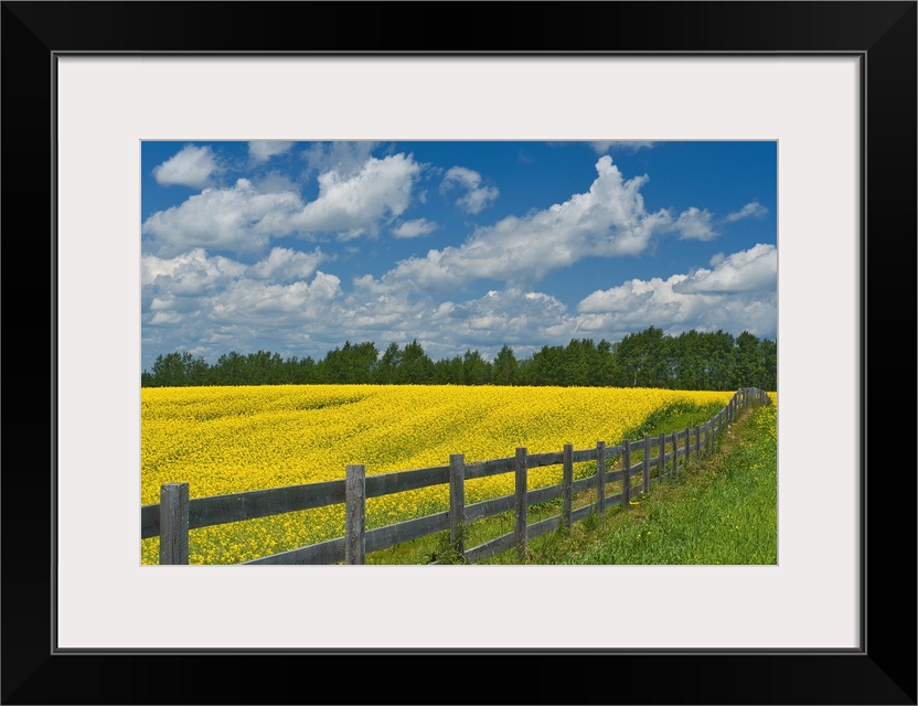 Canada, Ontario, New Liskeard. Yellow canola crop and wooden fence.