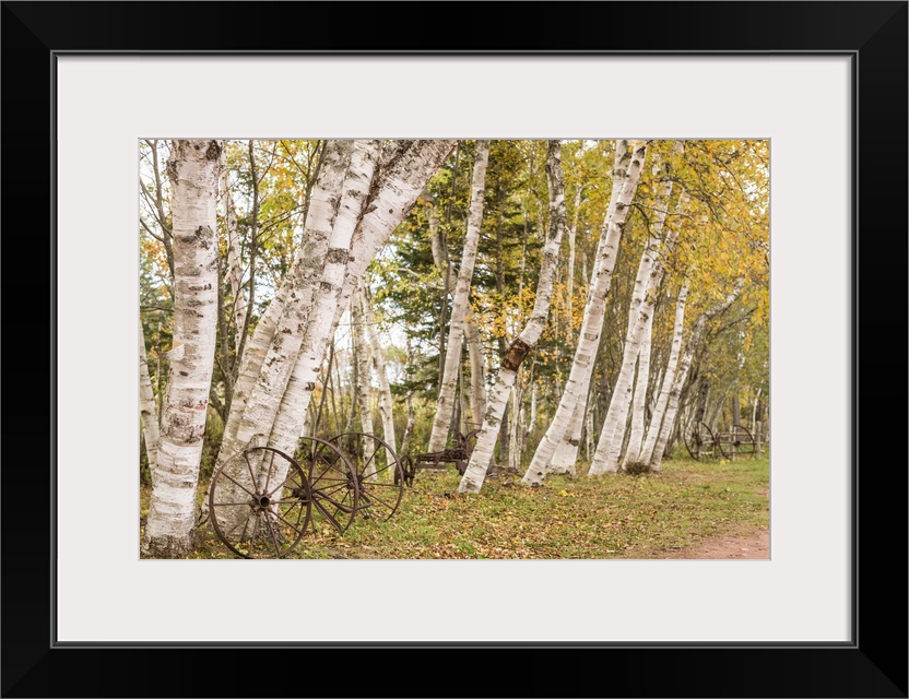 Canada, Prince Edward Island, Orwell, Wagon Wheel And Birch Trees