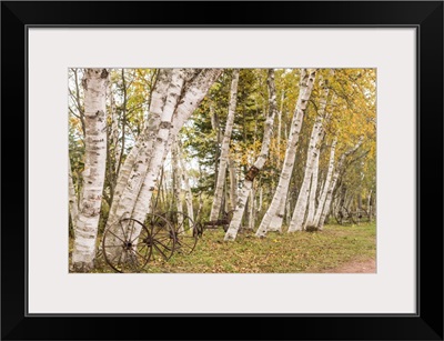 Canada, Prince Edward Island, Orwell, Wagon Wheel And Birch Trees