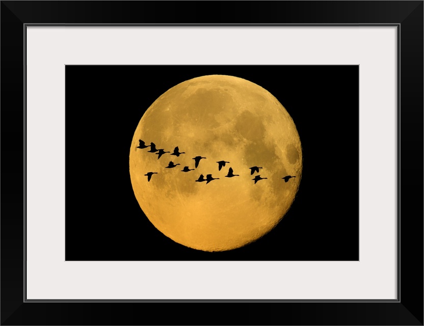 Canada, Winnipeg. Montage of geese flying past harvest moon.