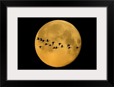 Canada, Winnipeg, Montage Of Geese Flying Past Harvest Moon