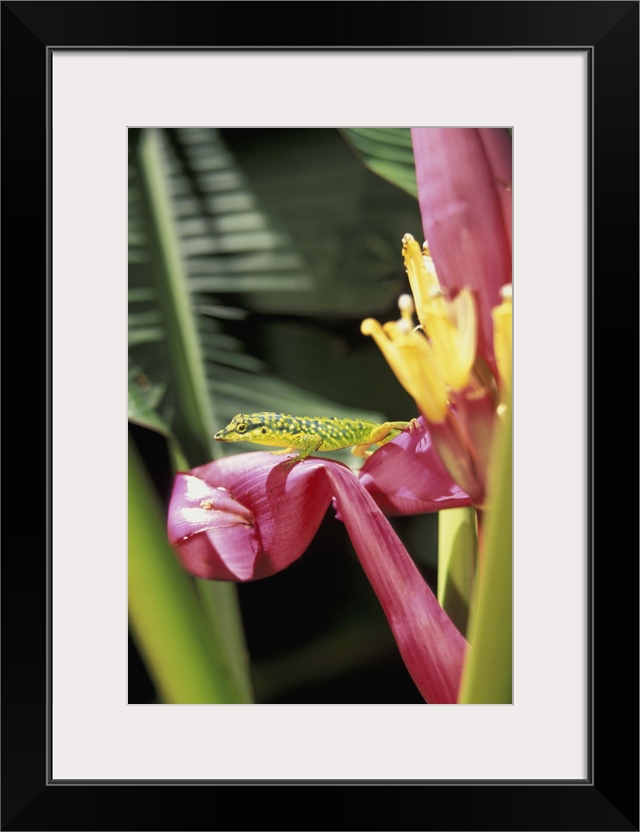 Caribbean, French West Indies, Martinique.Jardin de Balata; Banana flower with lizard