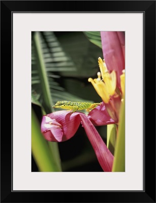 Caribbean, French West Indies, Martinique, Jardin de Balata, Banana flower with lizard