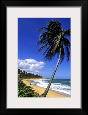 Caribbean, Puerto Rico, San Juan, Isla Verde, Palm tree lined beach