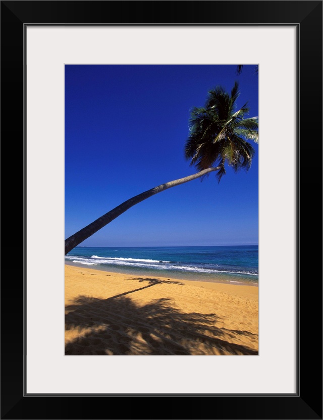 Caribbean, Puerto Rico, San Juan, Isla Verde, Palm tree lined beach