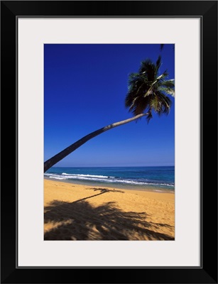 Caribbean, Puerto Rico, San Juan, Isla Verde, Palm tree lined beach