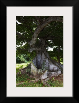 Caribbean, Puerto Rico, Viegues Island. View of ceiba or silk cotton tree