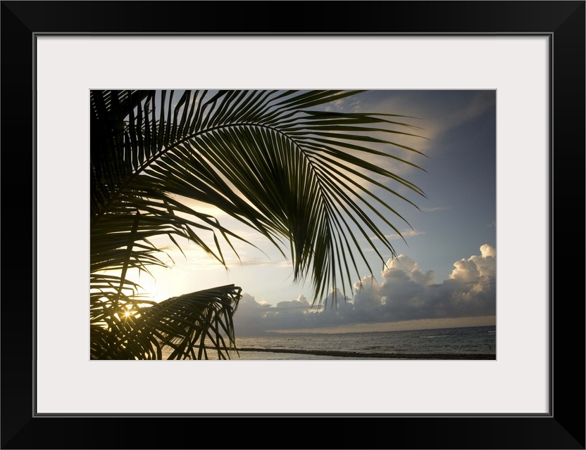 Caribbean, Puerto Rico, Vieques.   Palm frond and beach at sunset.