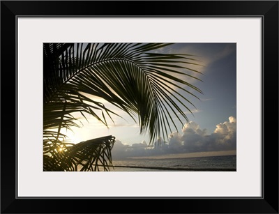 Caribbean, Puerto Rico, Vieques. Palm frond and beach at sunset