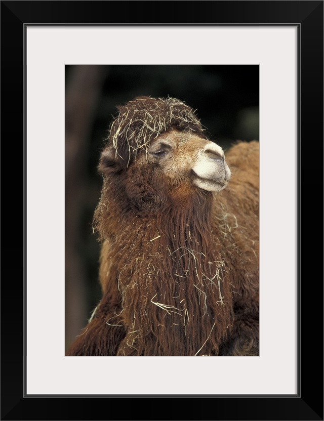 Central Asia. Two-humped Dromedary (Bactrian)