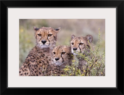 Cheetah Cubs Trying To Hide Behind Bush, Serengeti, Tanzania, Africa
