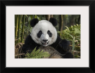 China, Chengdu, Chengdu Panda Base. Portrait of young giant panda