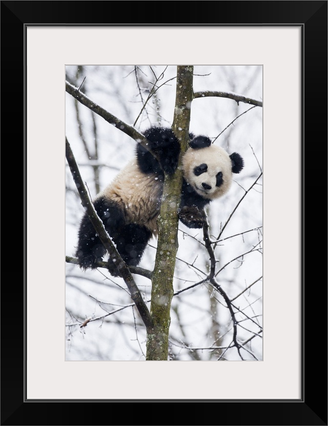 China, Chengdu Panda Base. Baby giant panda in tree.