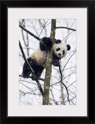 China, Chengdu Panda Base. Baby giant panda in tree