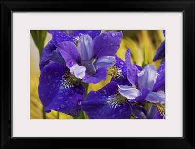Close-up of iris flowers in garden