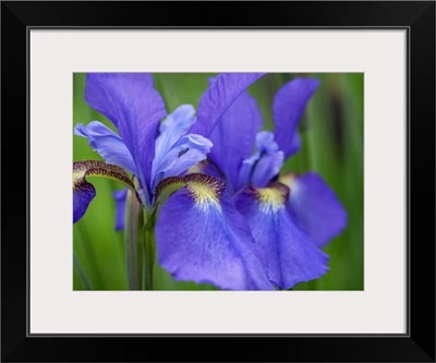 Close-Up Of Purple Iris Flowers Blooming Outdoors