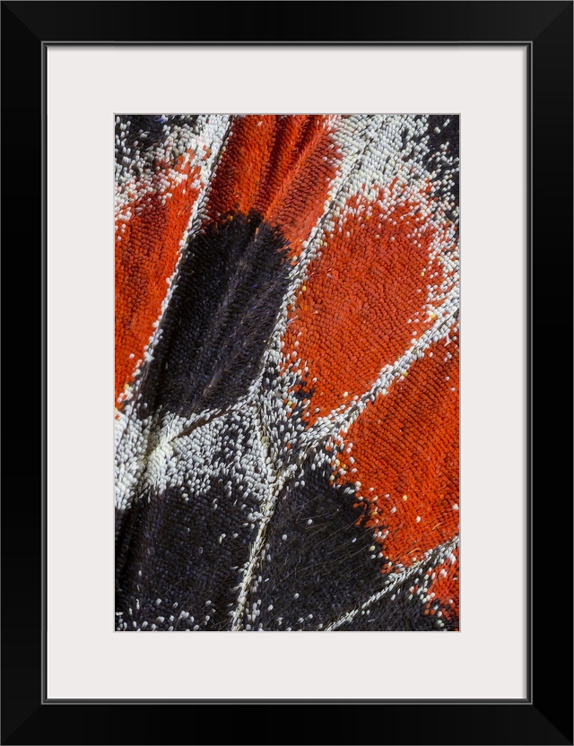 Close-Up Patterns Of Butterfly Wings Showing The Tiny Overlapping Scales