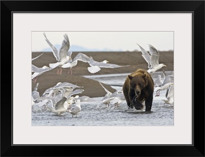 Coastal Brown Bear surrounded by Glacous-winged Gulls at Silver Salmon Creek