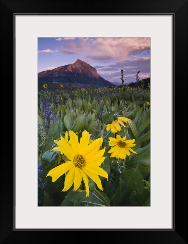 USA, Colorado, Crested Butte. Sunflowers and other wildflowers in front of Mt. Crested Butte.