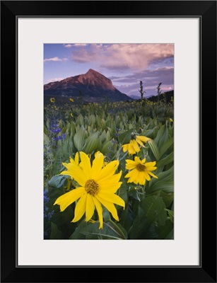 Colorado, Crested Butte. Sunflowers and other wildflowers