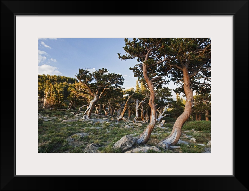 North America, USA, Colorado, Mount Evans, Bristlecone Pine (Pinus longaeva) growing at timberline