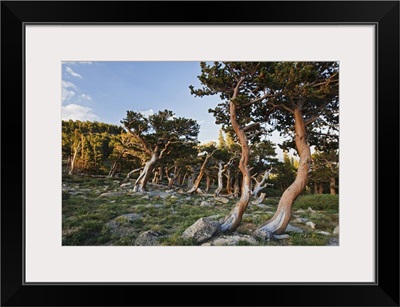 Colorado, Mount Evans, Bristlecone Pine growing at timberline