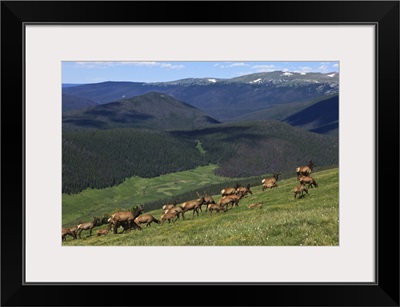 Colorado, Rocky Mountain National Park, a herd of Elk in the high country