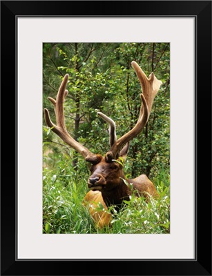 Colorado: Rocky Mountain National Park, male elk with six-tine rack