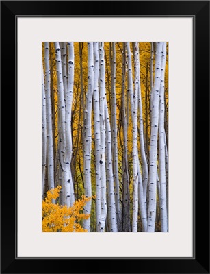 Colorado, Rocky Mountains. Intimate scene of aspen forest in fall