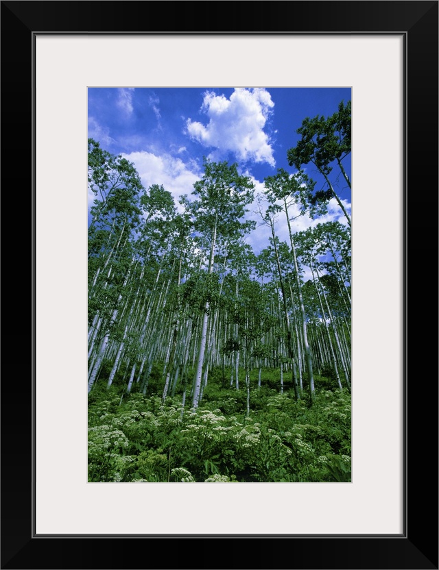 USA, Colorado.  Summer aspen trees and bushes against a blue sky with small cumulus clouds.