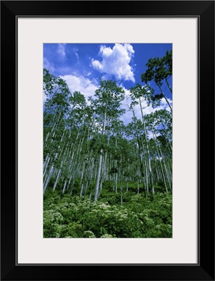 Colorado, Summer aspen trees and bushes against a blue sky