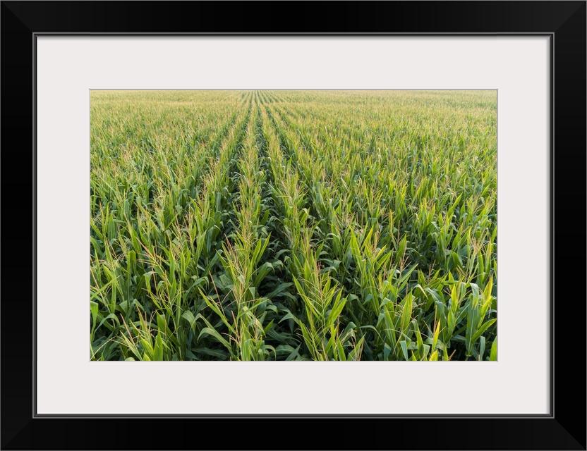 Corn Field, Marion County, Illinois