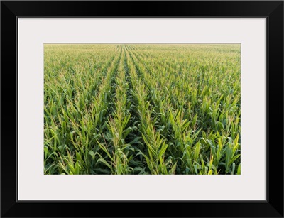 Corn Field, Marion County, Illinois